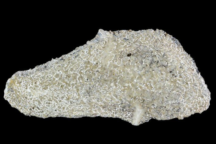 Polished Dinosaur Bone (Gembone) Section - Morocco #107108